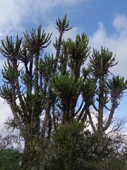 Euphorbia triangularis
