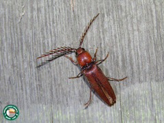 Dicrepidius ramicornis