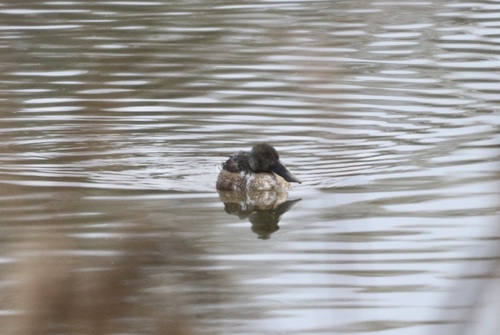 Northern Shoveler, Vuren, Nederland, photo 9 of 10