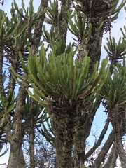Euphorbia triangularis