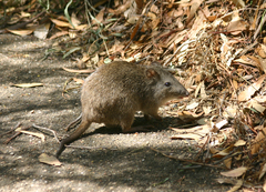 Potorous tridactylus