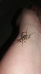 Gryllodes sigillatus
