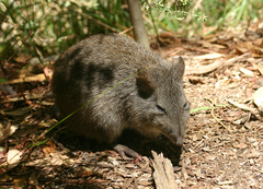 Potorous tridactylus