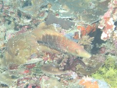 Oxycheilinus celebicus