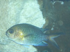 Chromis xanthochira