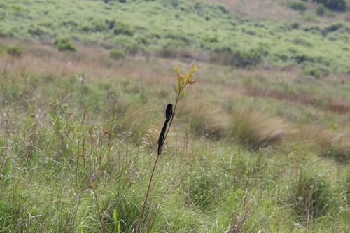 (c) Kyle Campbell, some rights reserved (CC BY-ND), uploaded by Kyle Campbell iNaturalist image