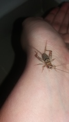 Gryllodes sigillatus