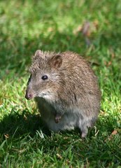 Potorous tridactylus