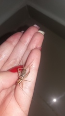 Gryllodes sigillatus