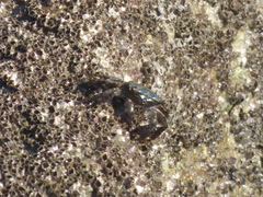 Metopograpsus messor