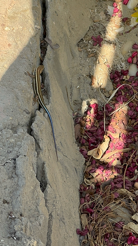 African Five-lined Skink