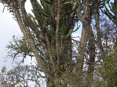 Euphorbia triangularis