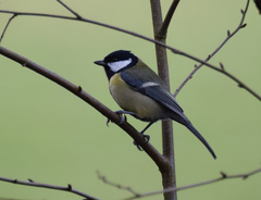 Parus major newtoni