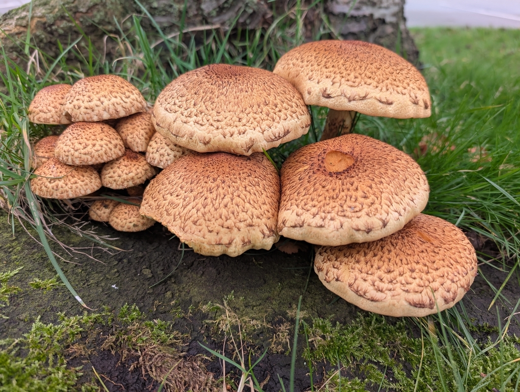 Pholiota squarrosa · November 2025 · photo: © markbreaks (iNaturalist, cc-by)