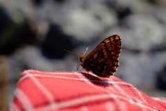 Boloria freija