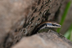 Notomabuya frenata