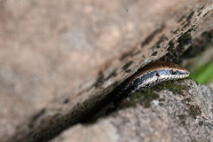 Notomabuya frenata