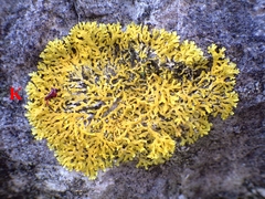 Xanthoria aureola
