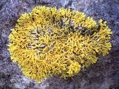 Xanthoria aureola
