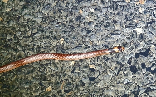 Unbanded Shovel-nosed Snake sighting