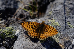Boloria freija