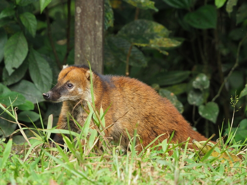 South American Coati