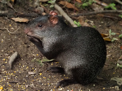 Dasyprocta fuliginosa