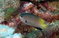 Pomacentrus nigromanus