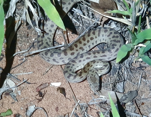 Children's Python sighting