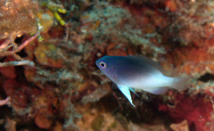 Chrysiptera rollandi