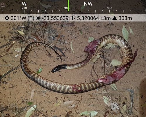 Black-headed Python sighting