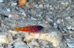 Trimma lantana