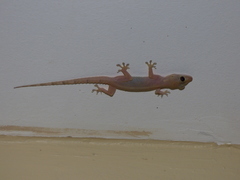 Hemidactylus mabouia