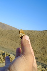 Boloria polaris