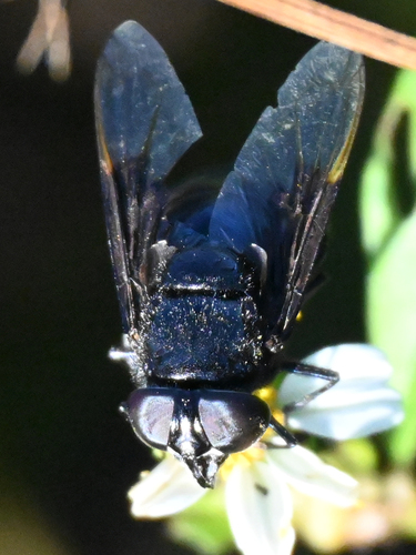 Unknown species found near St Augustine Beach, FL 32080, USA