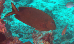 Siganus punctatissimus