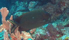 Siganus punctatissimus