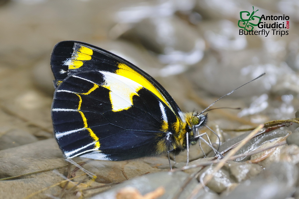 Delias meeki (Delias meeki)