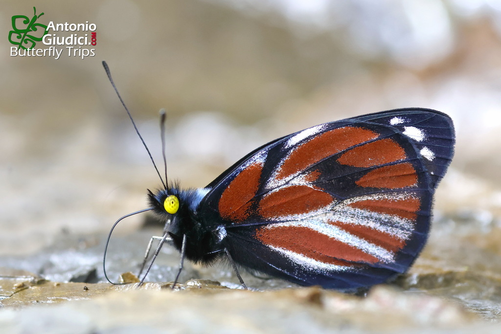 Delias nais (Delias nais)