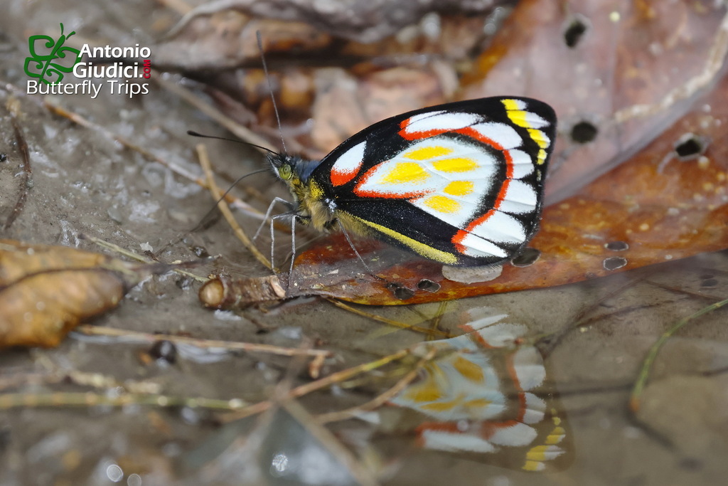 Delias flavistriga (Delias flavistriga)