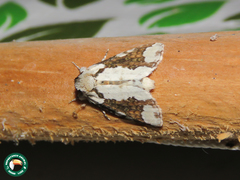 Disphragis tharis