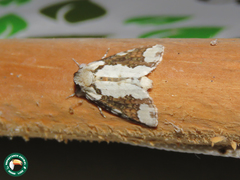 Disphragis tharis