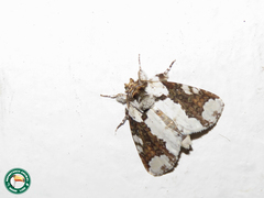 Disphragis tharis