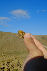Boloria polaris