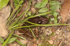Lithobates brownorum