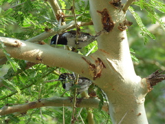 Spermestes cucullata