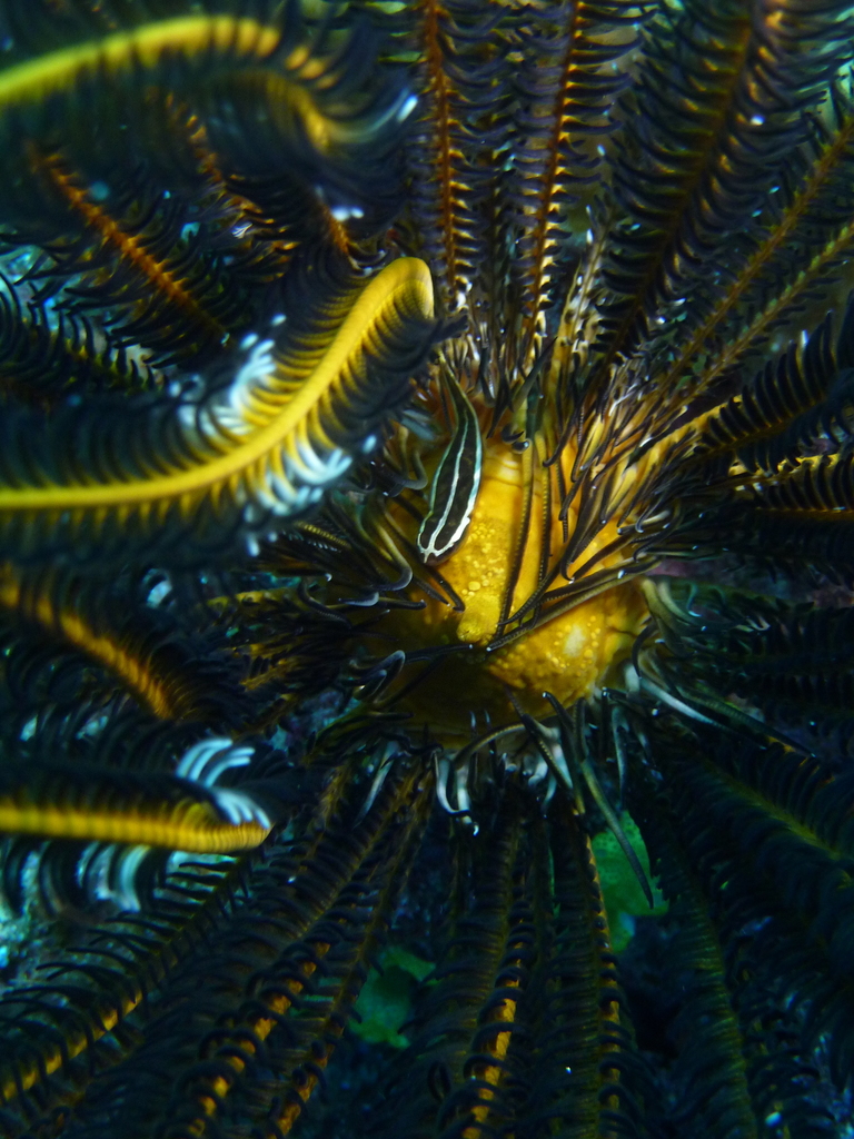 Crinoid clingfish