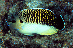 Tiger Angelfish photo 3
