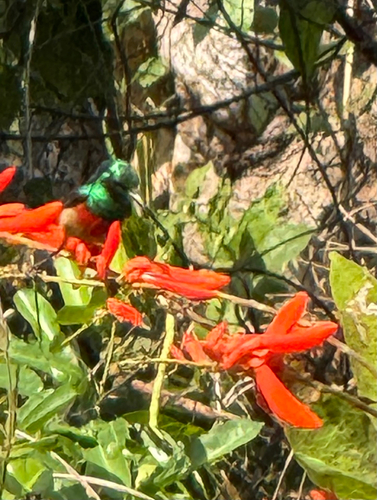 Olive-bellied Sunbird