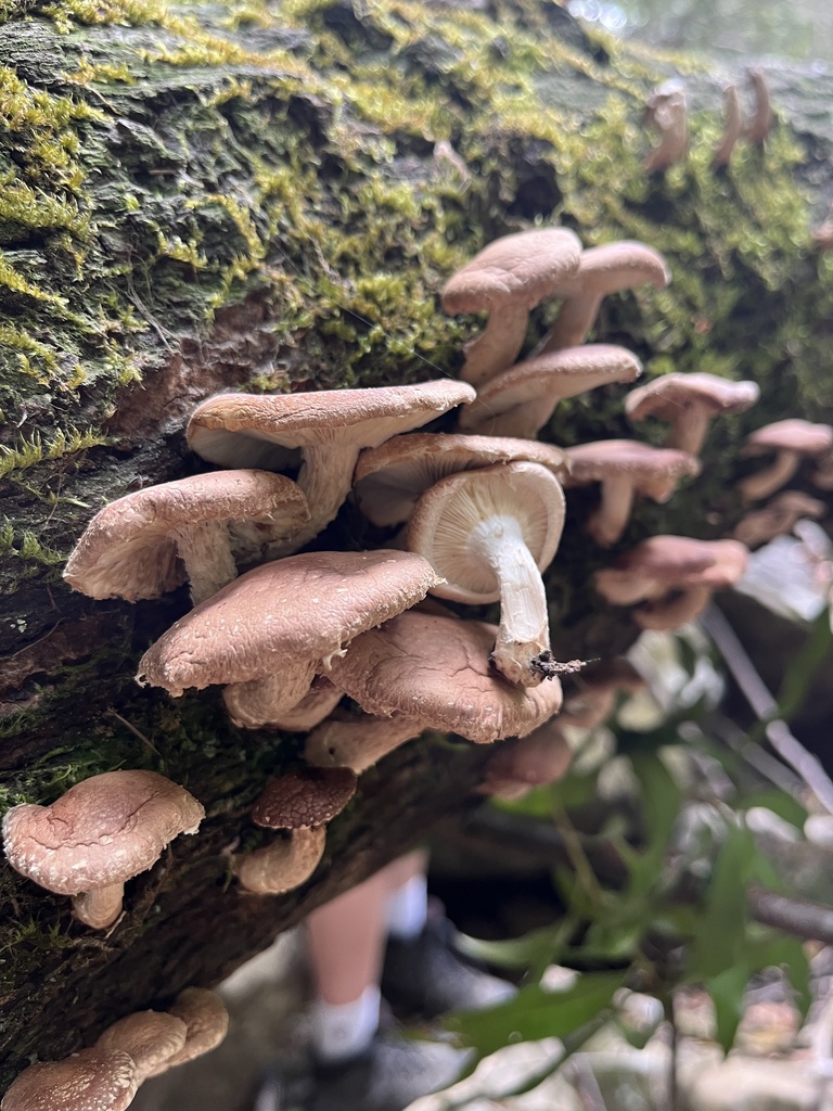 Lentinula lateritia